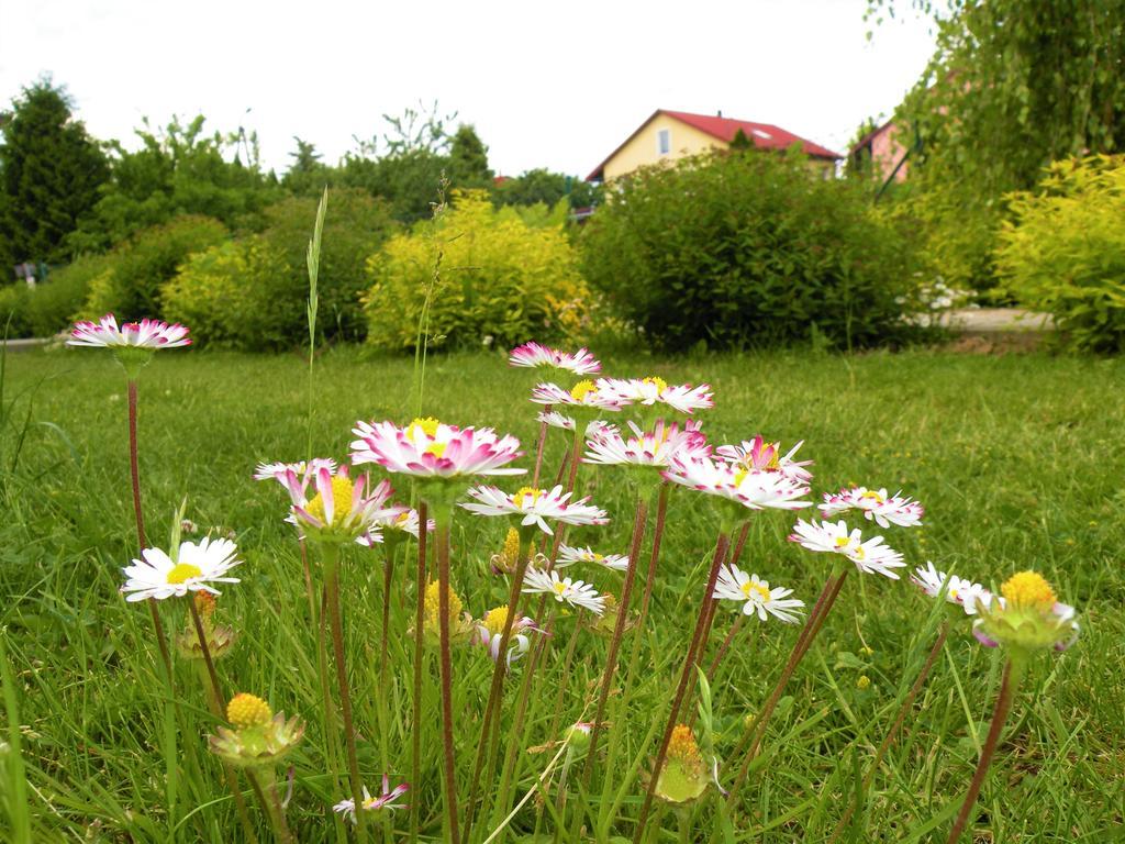 Pokoje Żabi Staw Mikołajki 外观 照片